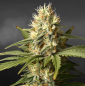 Preview: Samen 3x Super Silver Haze Automatik Nordkraut